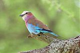 Lilac-breasted Roller